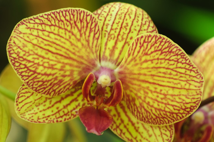 Yellow Flower