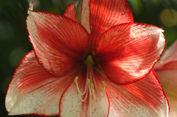 Red Flower
