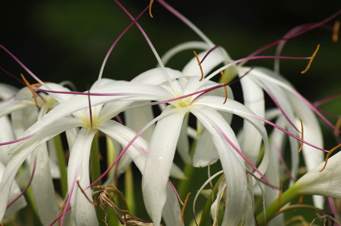 White Flowers