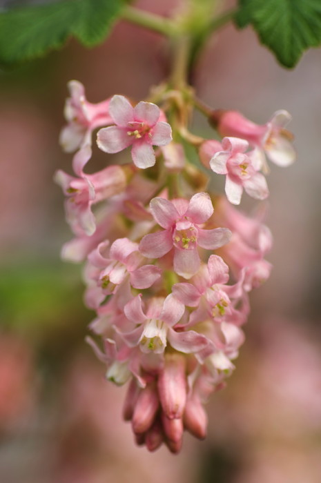 Pink Flowers
