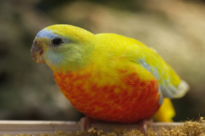 Orange Bird