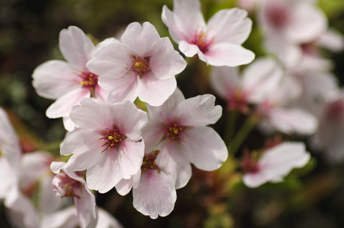 White Flowers