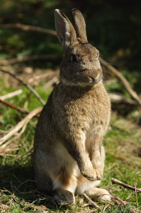 Rabbit