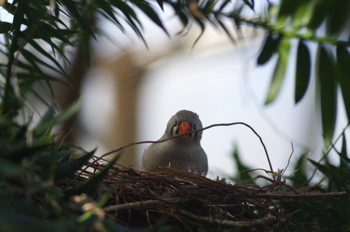 Bird Building Nest