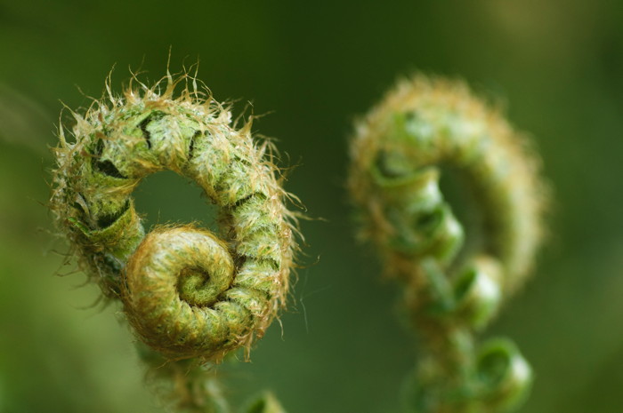 Ferns