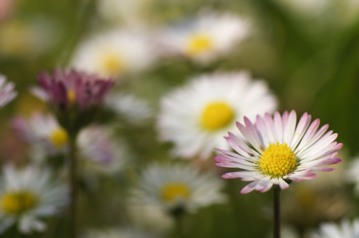 Asters