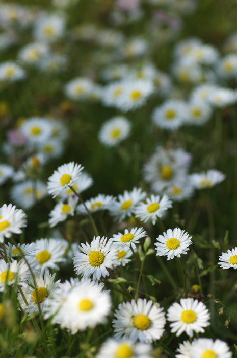 Asters