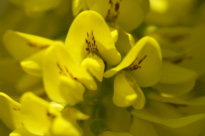 Yellow Flowers