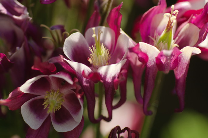 Purple Flowers