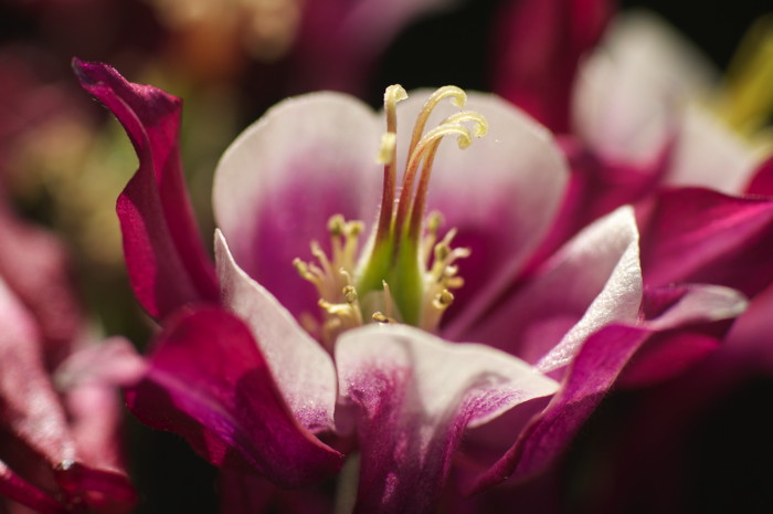 Purple Flower