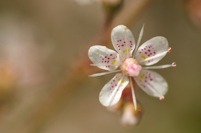 White Flower