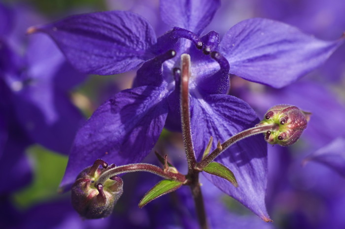 Blue Flower