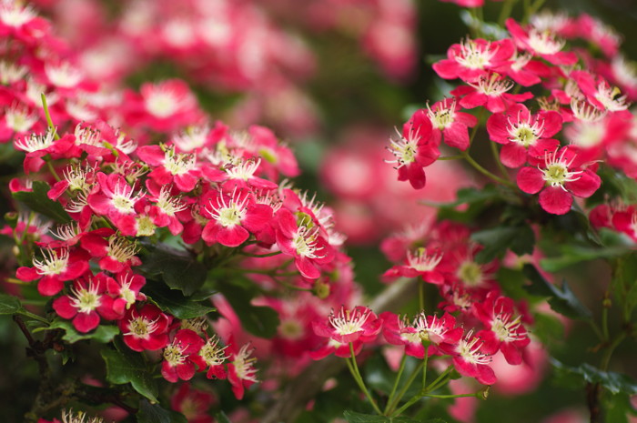 Pink Flowers