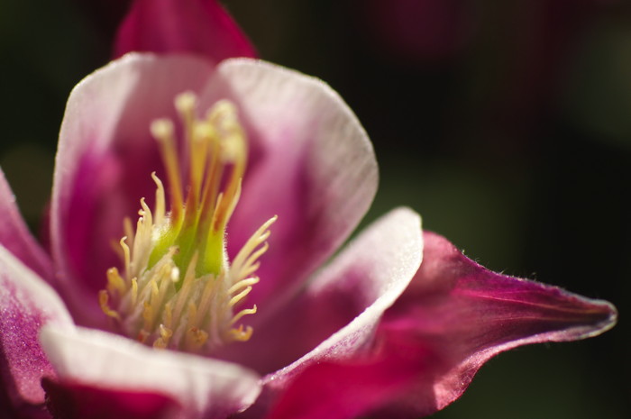 Purple Flower