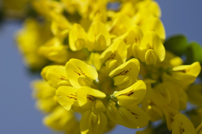 Yellow Flowers