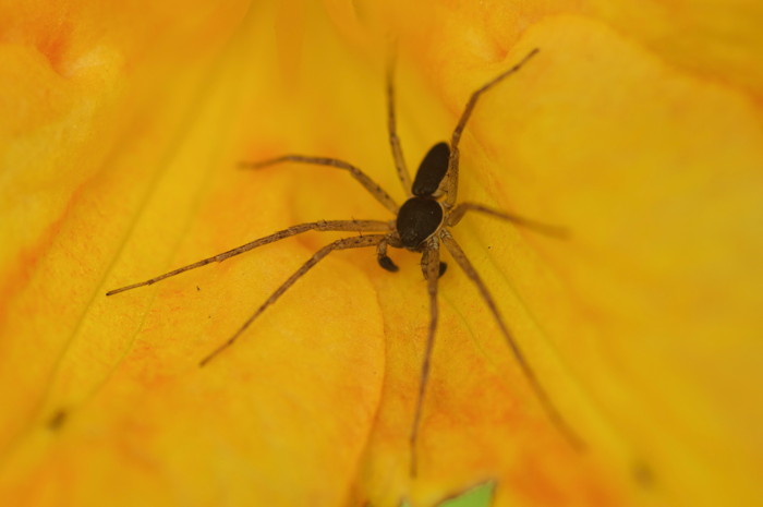 Spider