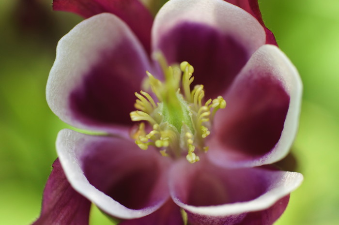 Purple Flower