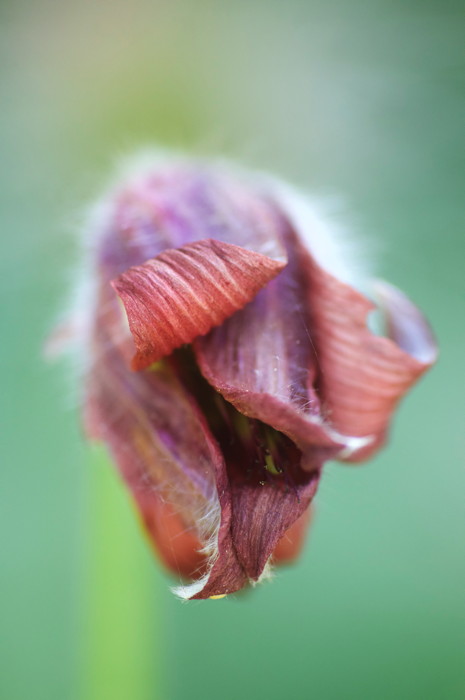 Dead Flower