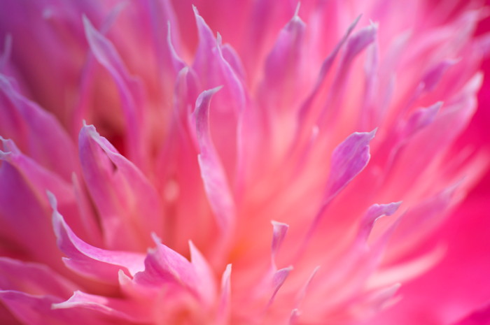 Pink Flower