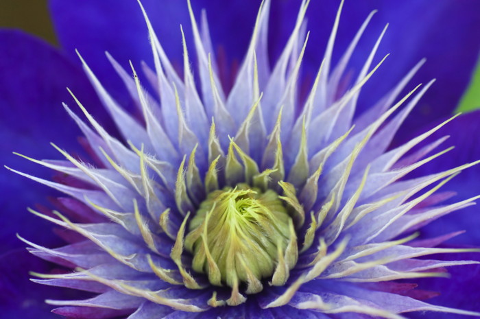 Blue Flower