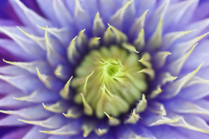 Blue Flower