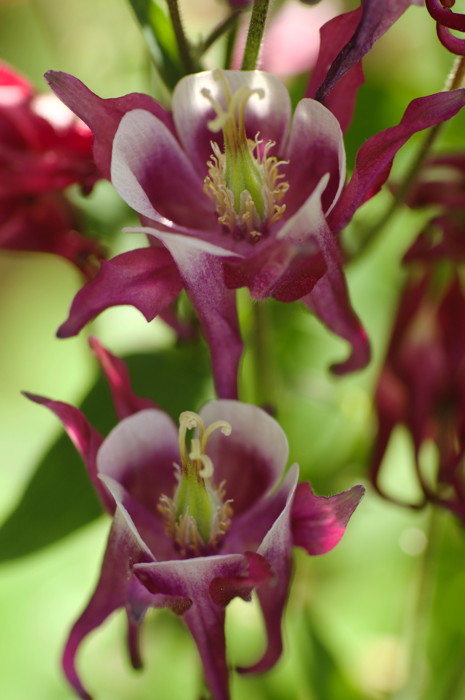 Purple Flowers
