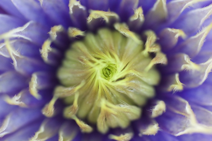 Blue Flower