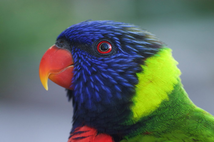 Lorikeet