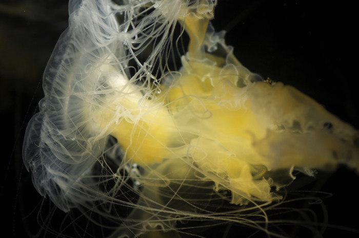 Jellyfish