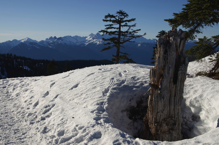 Dead Stump