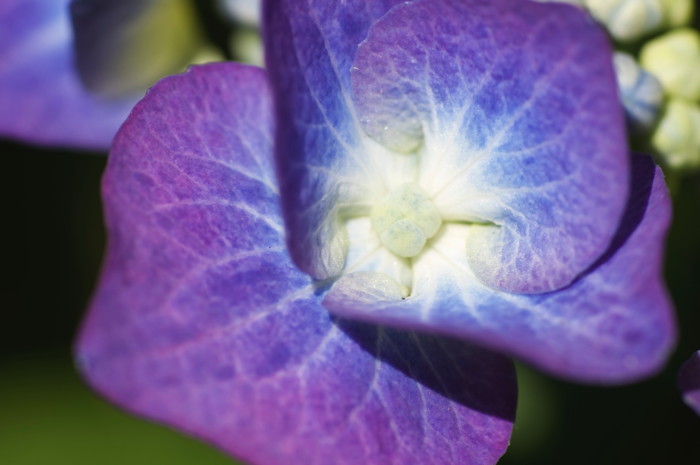 Purple Flower