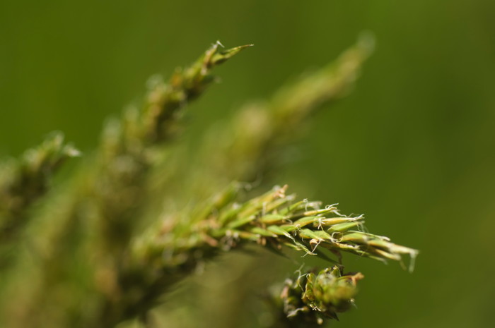 Grass Seeds