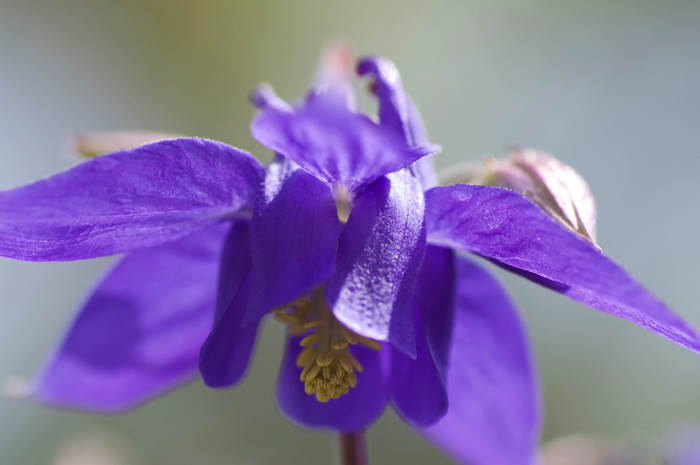 Blue Flower