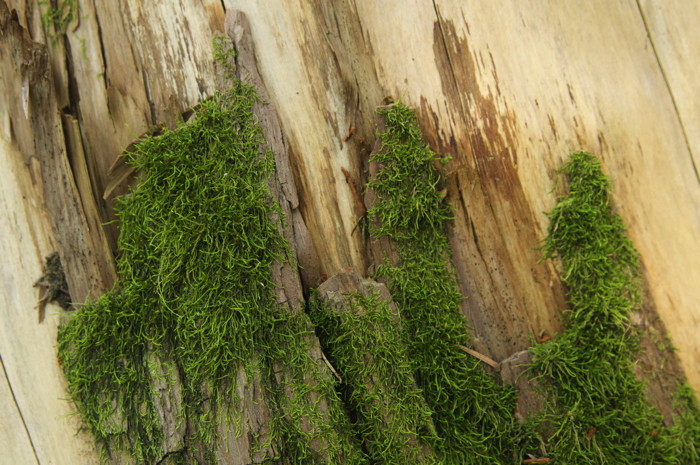 Moss