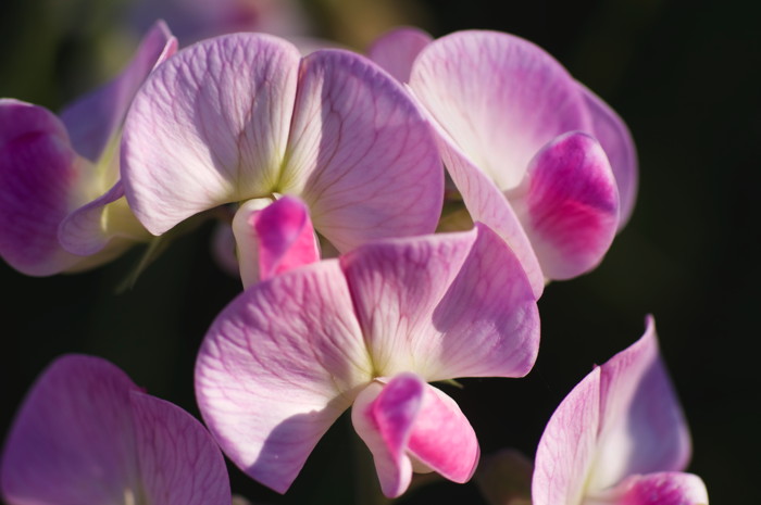 Pink Flowers