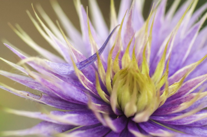 Spiky Flower