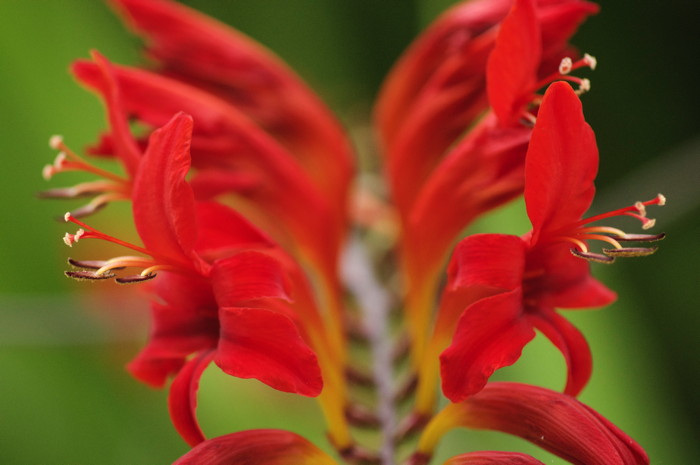 Red Flowers