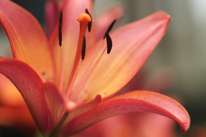 Daylily