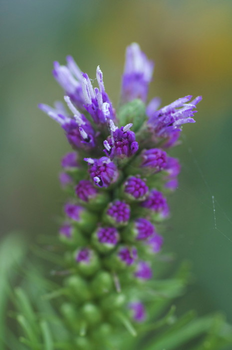 Purple Flower