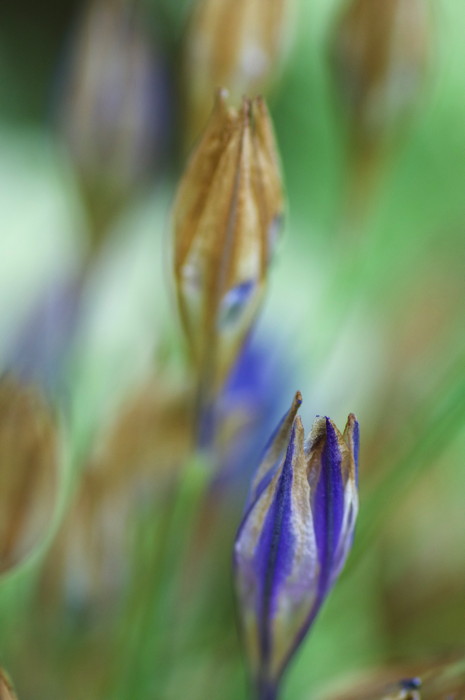 Blue Flower