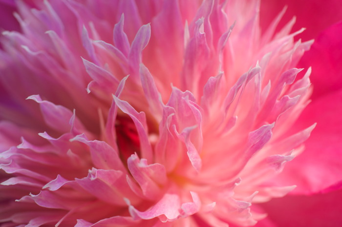 Pink Flower