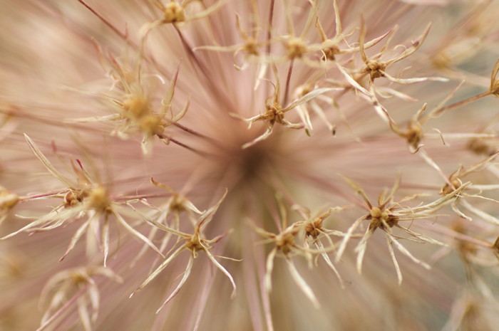 Seed Head