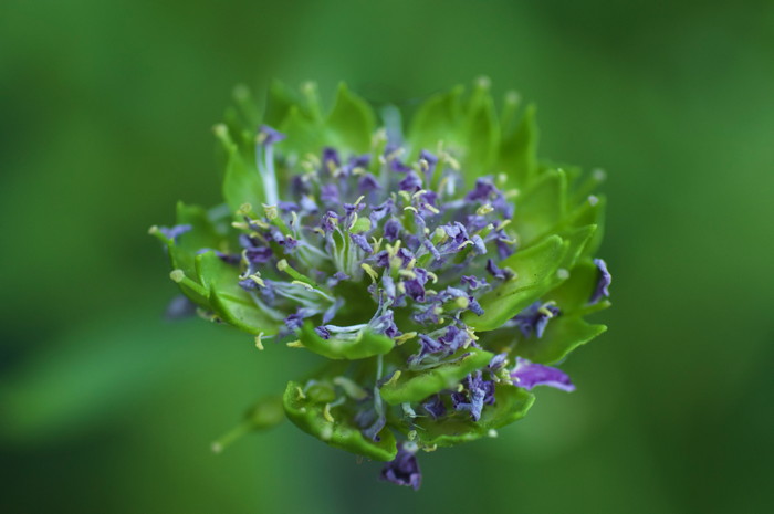 Blue Flowers