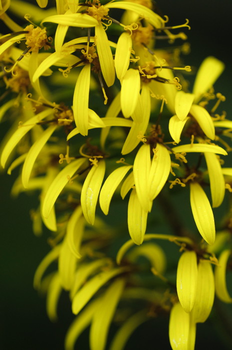 Yellow Flowers