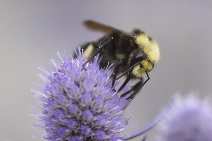 Bumblebee