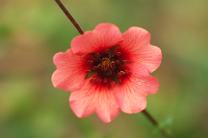 Pink Flower