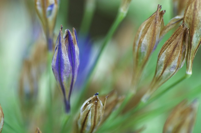 Blue Flower