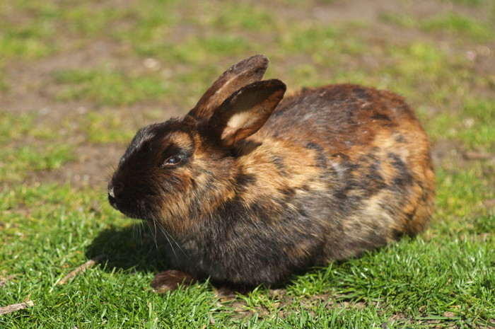 Rabbit