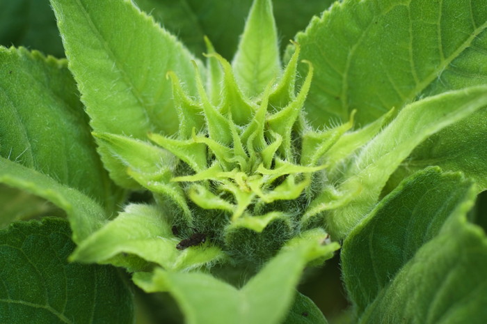 Sunflower Plant