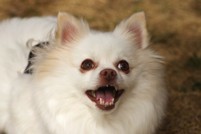 Dog Face